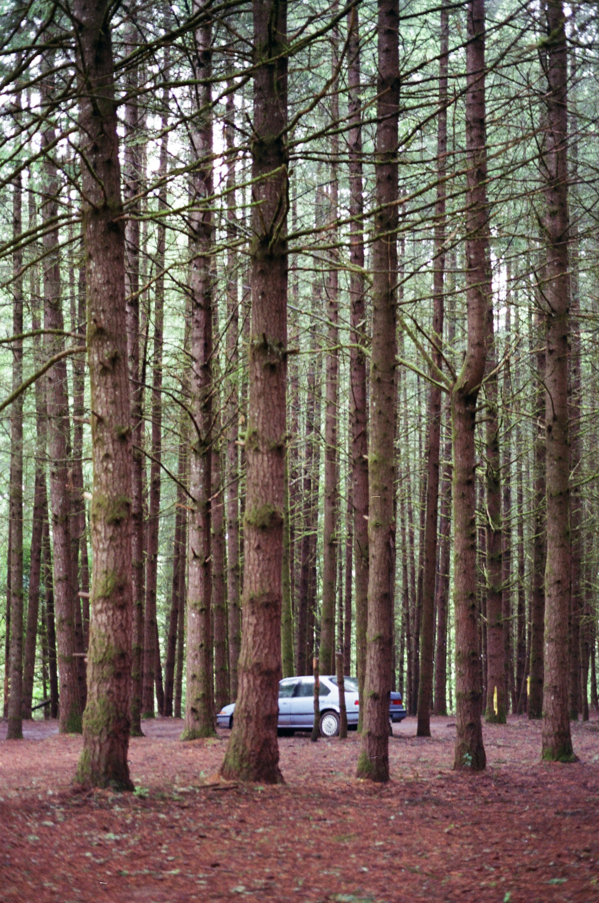 인제 자작나무숲 주차장 차박 관련 이미지1