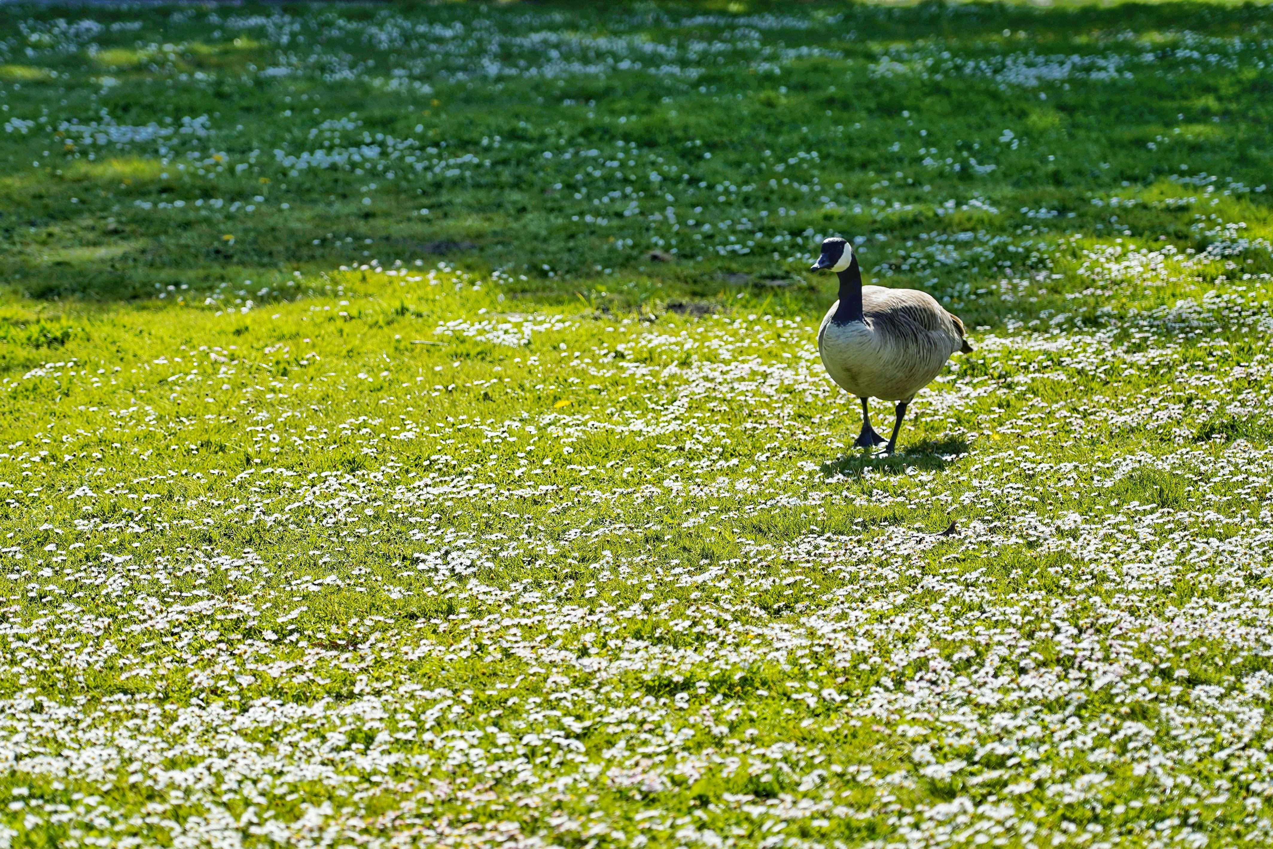 a duck walking through a field of grass
