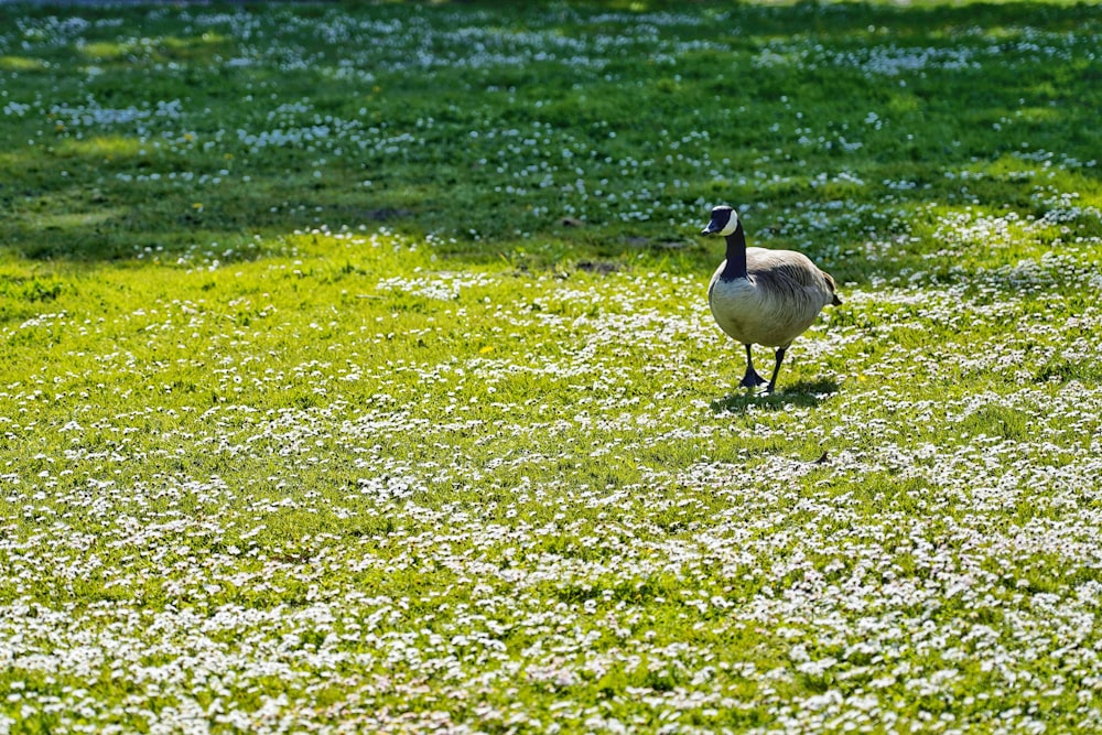 a duck walking through a field of grass