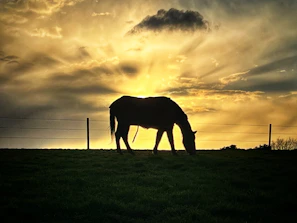 A golden-hued silhouette of a horse mid-gallop across an open field at sunset