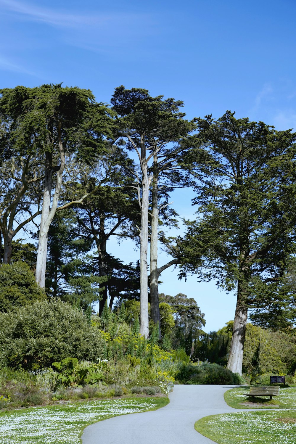 a paved path in the middle of a park lined with tall trees