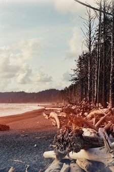 A rugged coastline features an abundance of driftwood scattered along a pebbled beach. The sky is partly cloudy, with patches of sunlight illuminating the scene. A dense forest of tall, bare trees lines the edge of the beach, receding into the background where mist partially obscures the distant landscape.