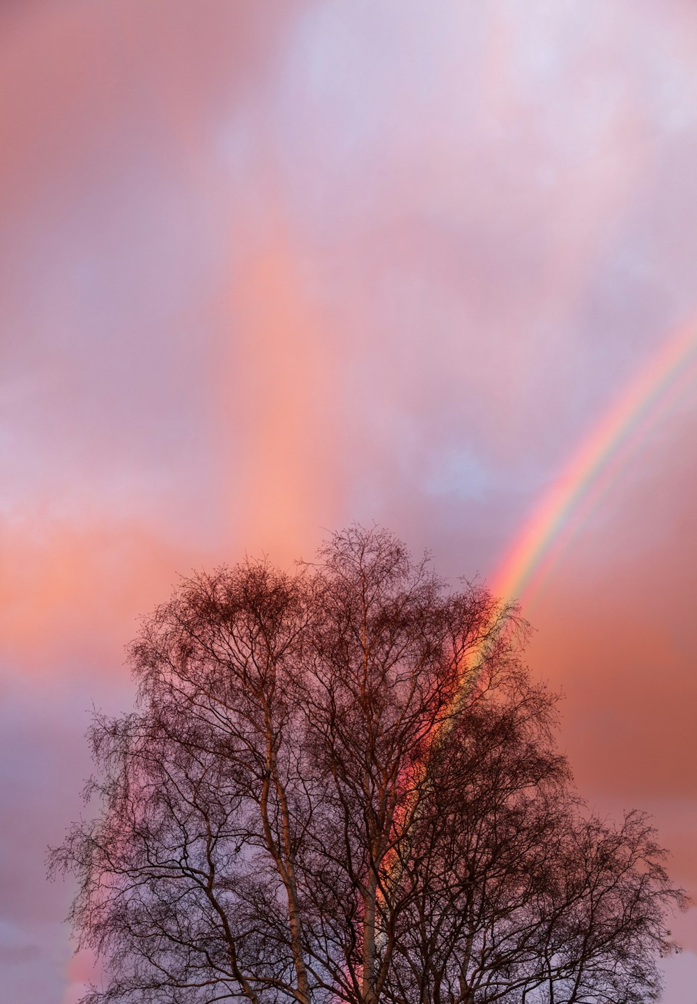 a rainbow appears in the sky above a tree