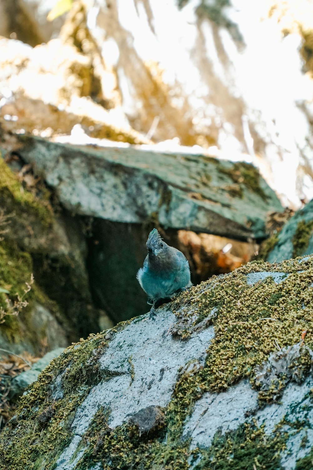 a small blue bird sitting on a moss covered rock