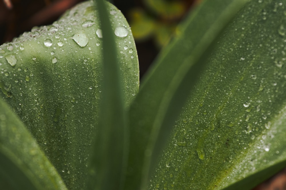 a close up of a leaf with water droplets on it