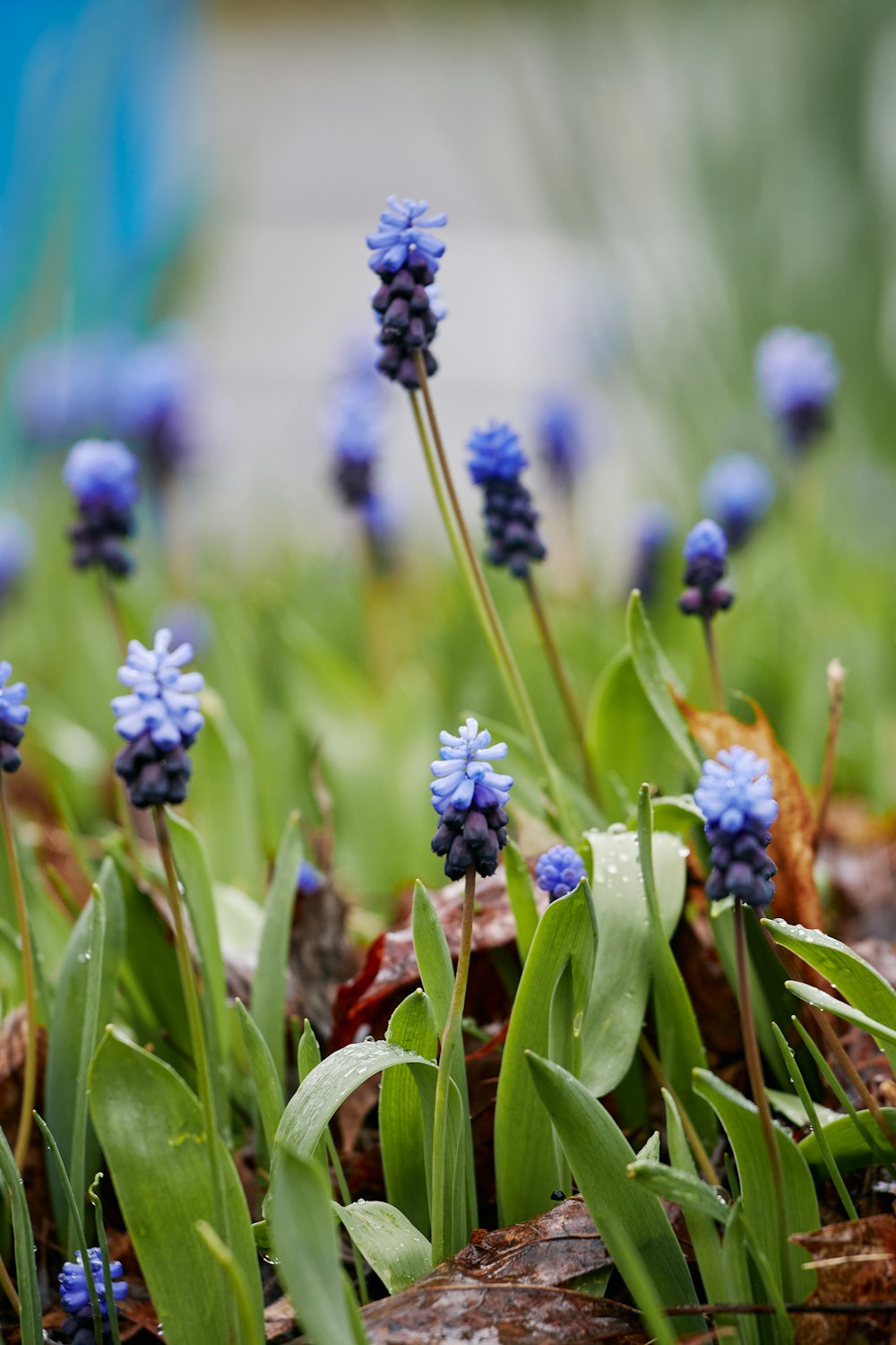 a bunch of blue flowers that are in the grass