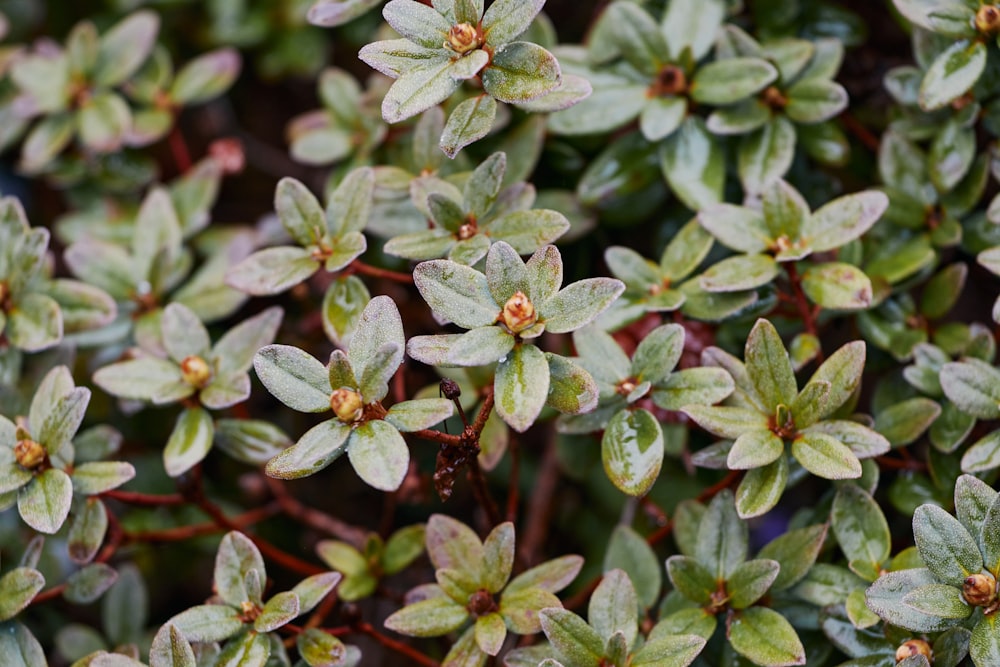 a close up of a plant with green leaves