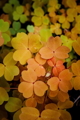 A collection of clover-like leaves with varying shades of yellow and orange, arranged closely together, creating a lush and vibrant pattern.