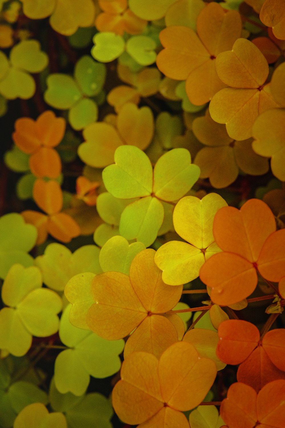 a close up of a bunch of leaves