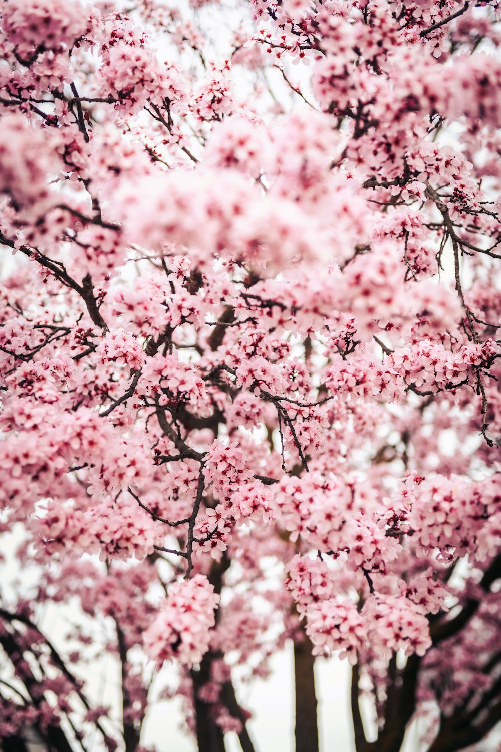 a tree with lots of pink flowers on it