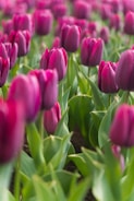 a field of pink tulips with green leaves