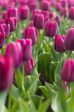 a field of pink tulips with green leaves