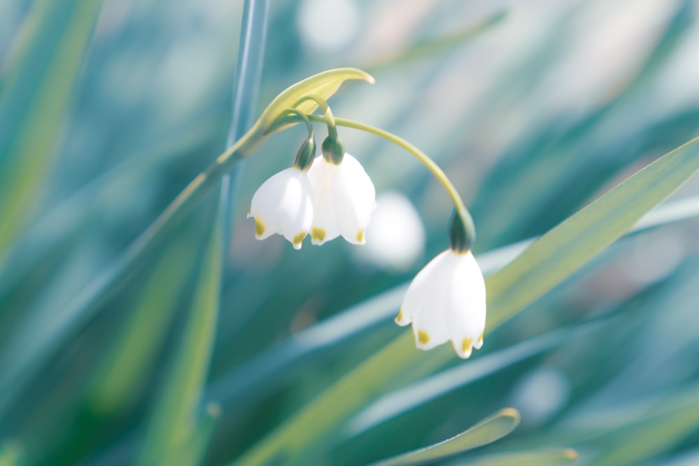 a close up of a plant with white flowers