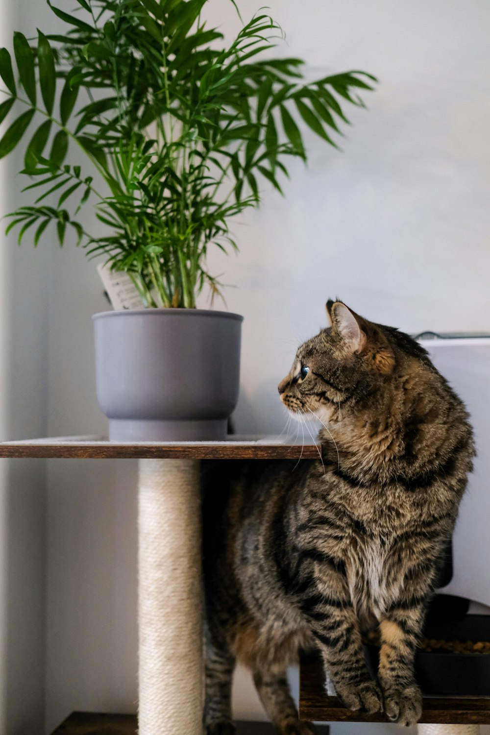 a cat sitting on a table next to a potted plant