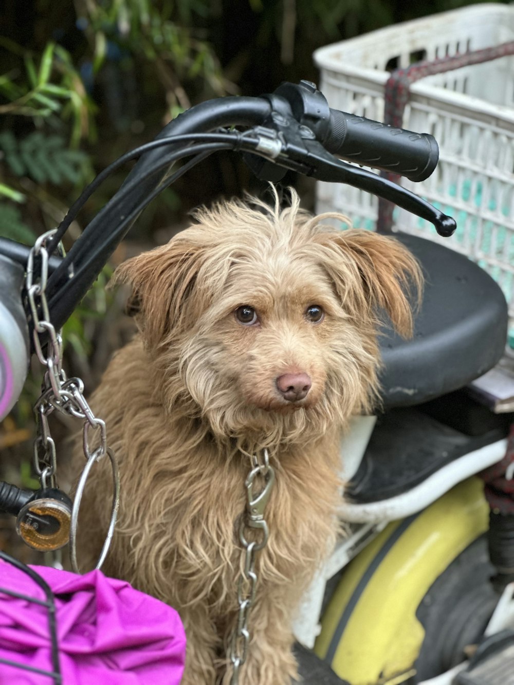 Un perro marrón sentado en la parte trasera de una motocicleta