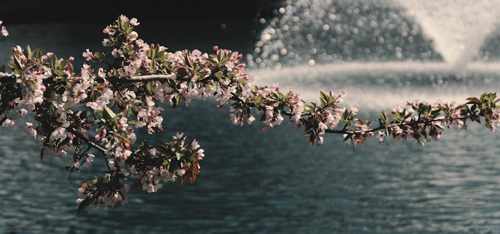 a tree branch with pink flowers near a body of water
