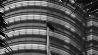 A black and white photograph of a bird perched atop a tall, slender pole, with an out-of-focus, striped architectural structure in the background. The foreground includes blurred leaves framing the image.