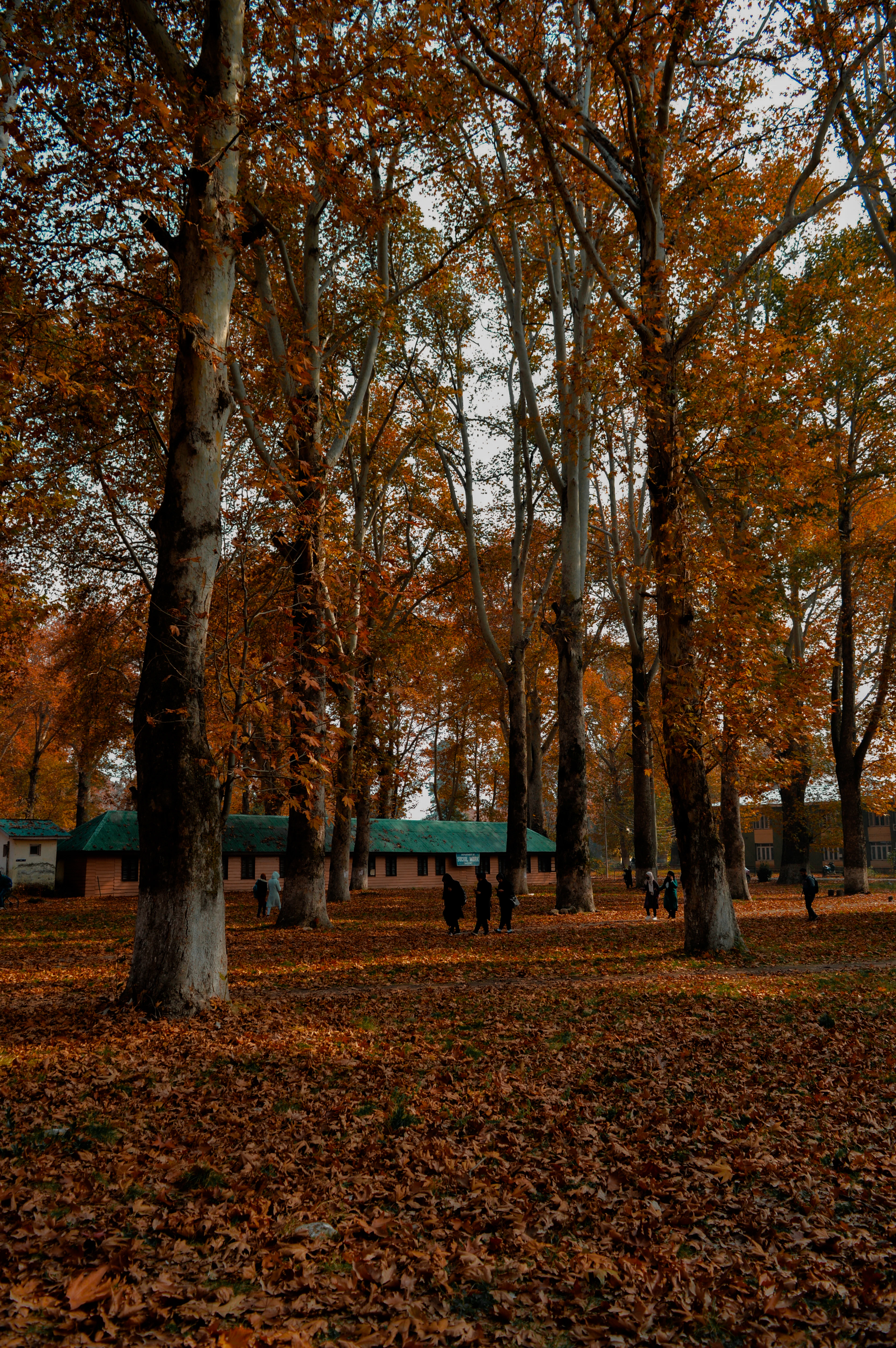 Chinar grove in full autumn colour, Srinagar