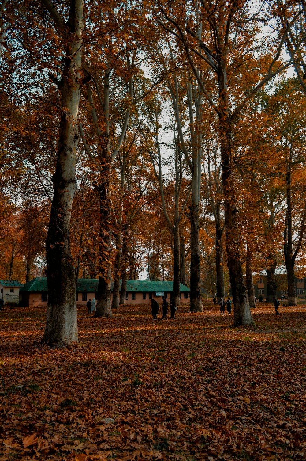 a forest filled with lots of trees covered in leaves