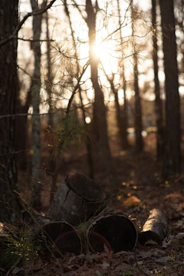 Sunlight filtering through trees onto a trailforge coat draped over a log.
