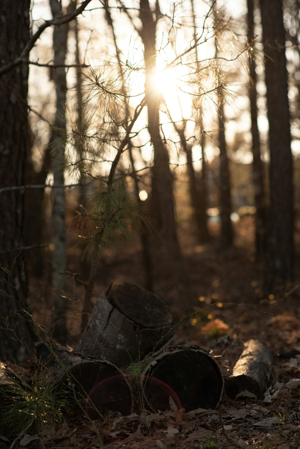 the sun is shining through the trees in the woods