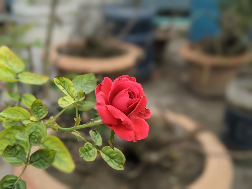 a red rose is blooming in a potted plant