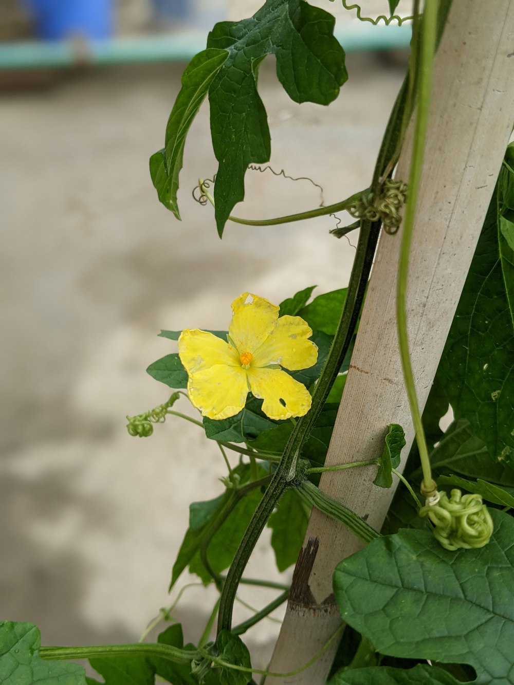 a close up of a yellow flower on a vine
