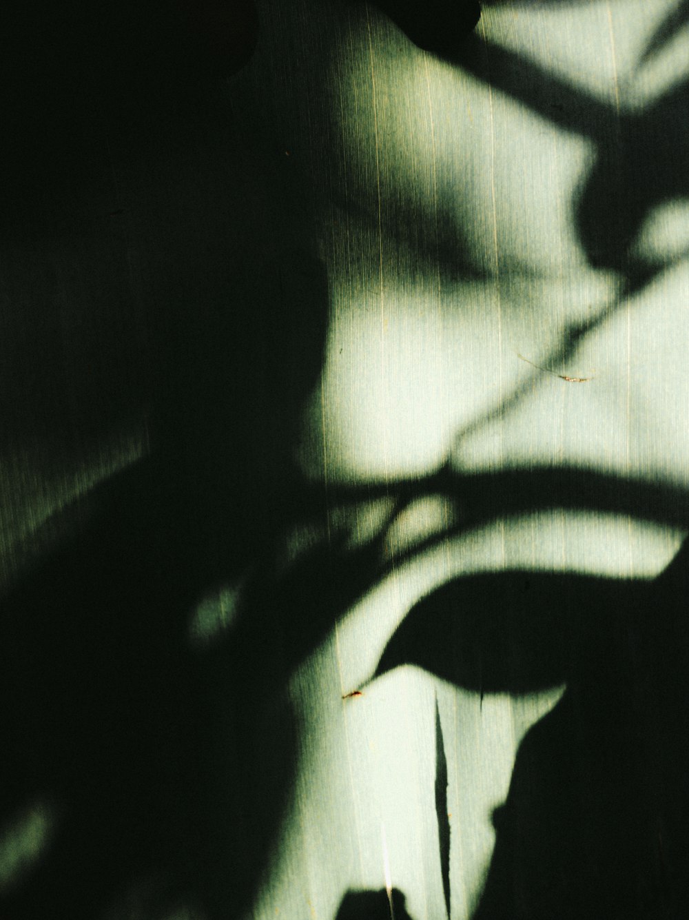 a shadow of a plant on a wall