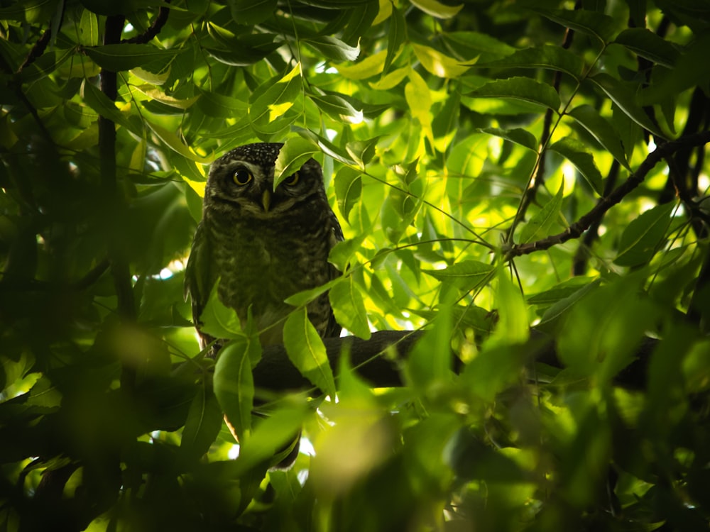 an owl is sitting in a tree with green leaves