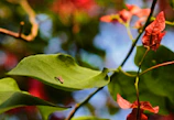 Close-up of vibrant tropical flowers and insects thriving in a healthy ecosystem