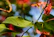 Close-up of leaves and petals thriving without any pest damage.