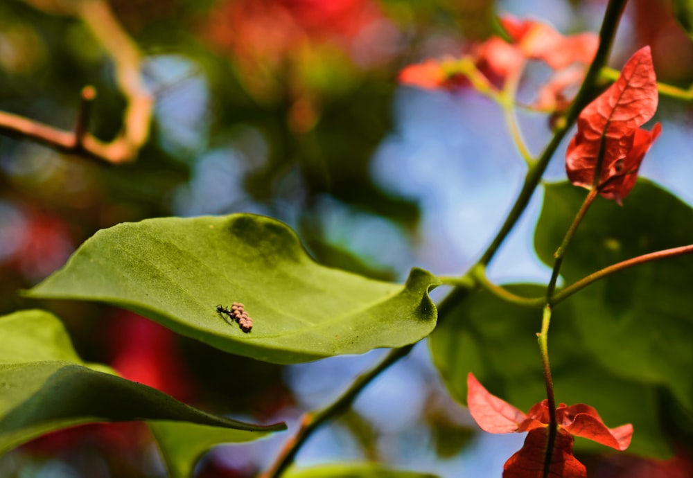 a bug is sitting on a green leaf