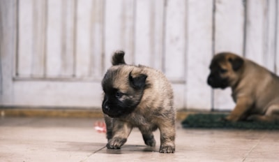 A trainer gently guiding a playful puppy through basic commands indoors.