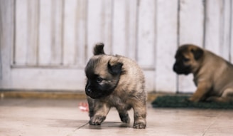A small brown puppy is walking on a tiled floor with curiosity. Another similar puppy is sitting in the background next to a green mat. The setting seems to be indoors with light-colored wooden walls.