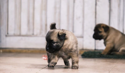 Close-up of a puppy stepping confidently on a clean, leak-proof training pad indoors.