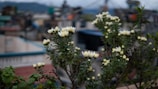 A hidden rooftop garden with blooming flowers and a panoramic view of the town below.