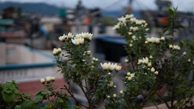 A hidden rooftop garden with blooming flowers and a panoramic view of the town below.