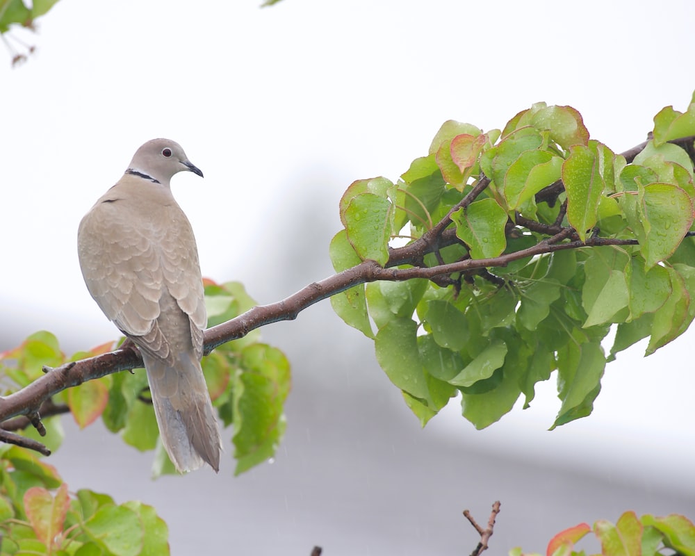 a bird perched on a branch of a tree