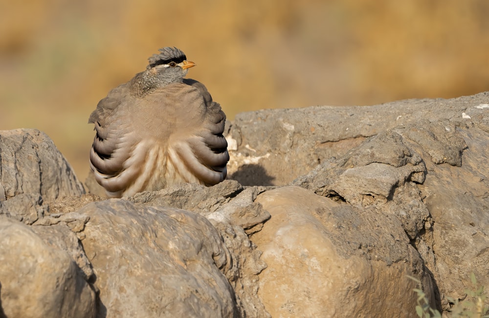 a bird sitting on top of a pile of rocks