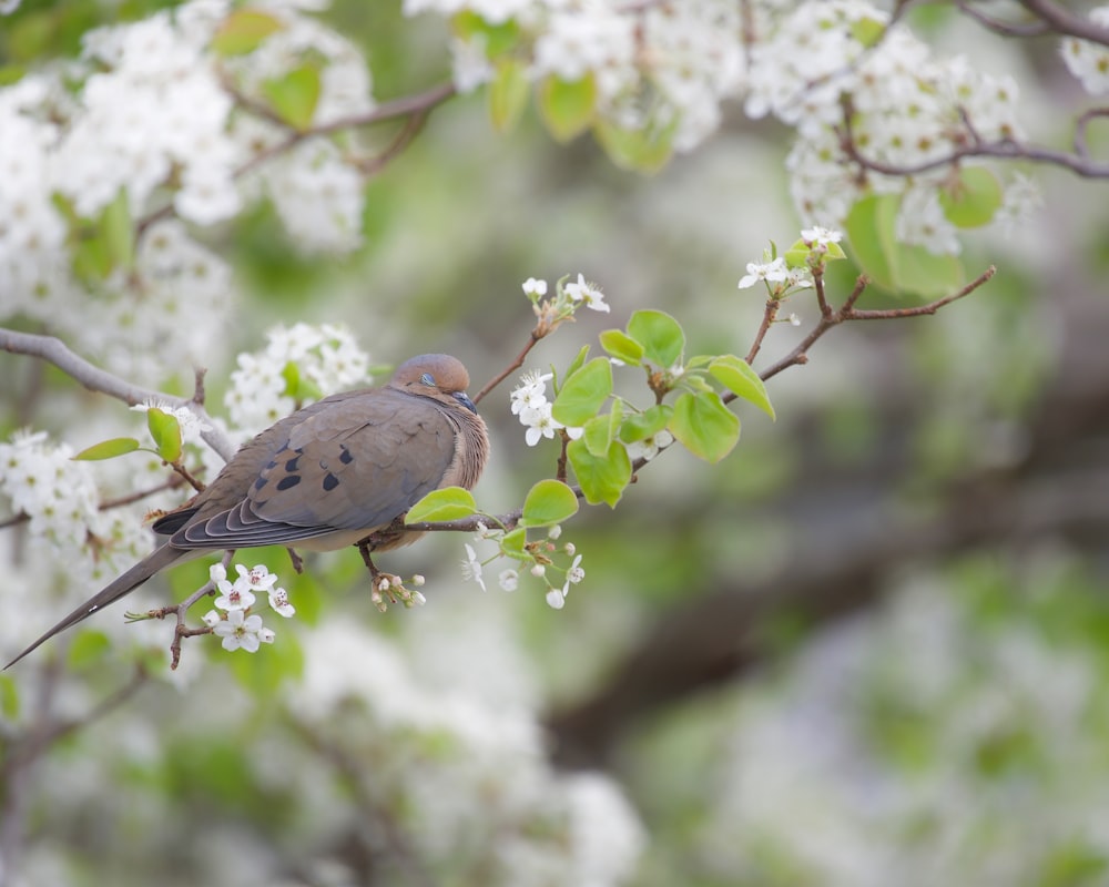 a bird sitting on a branch of a tree