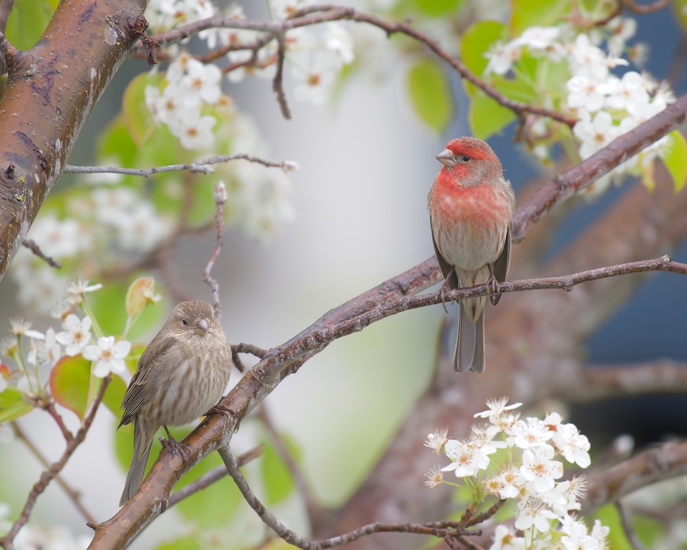 a couple of birds sitting on top of a tree branch