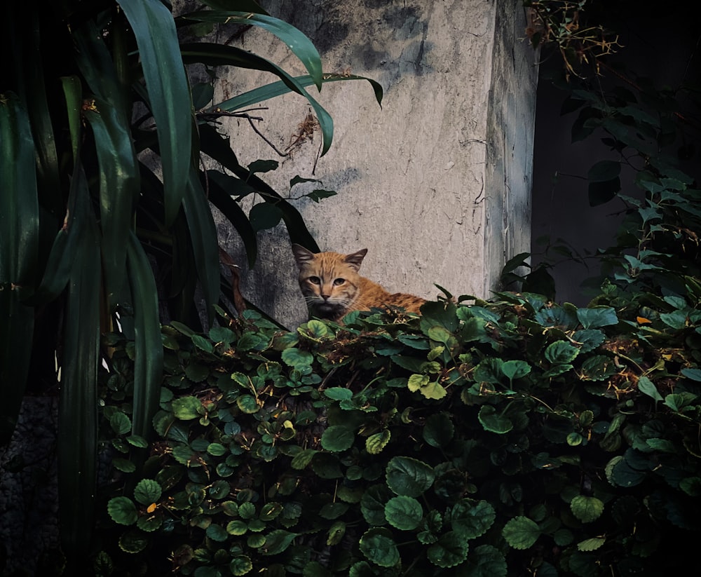 a cat sitting in the middle of a bush