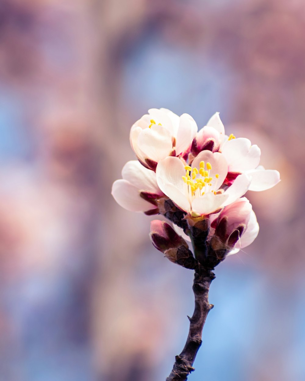 a close up of a flower on a tree branch