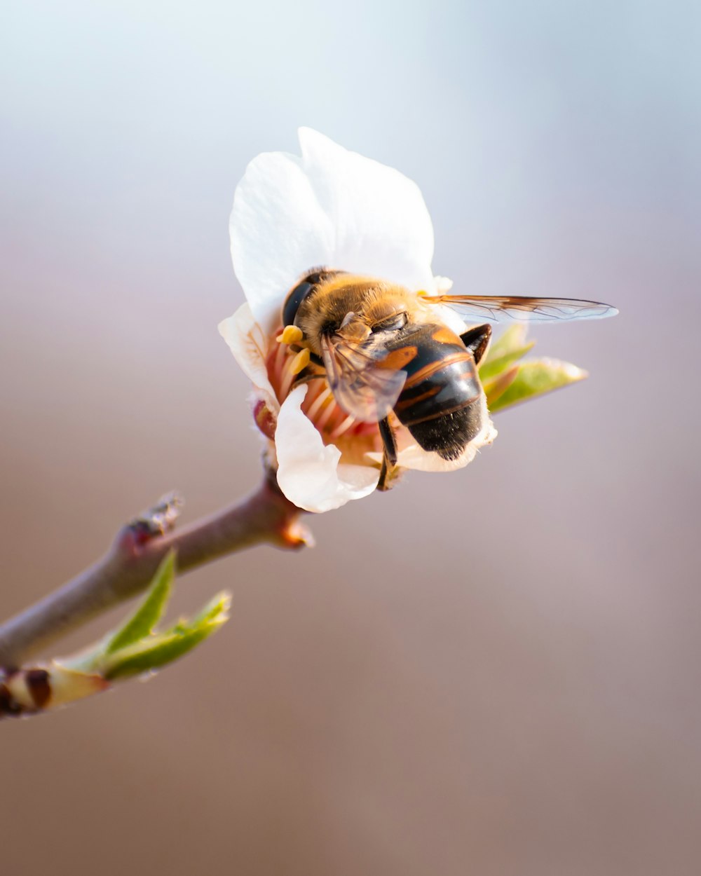 a bee sitting on top of a white flower