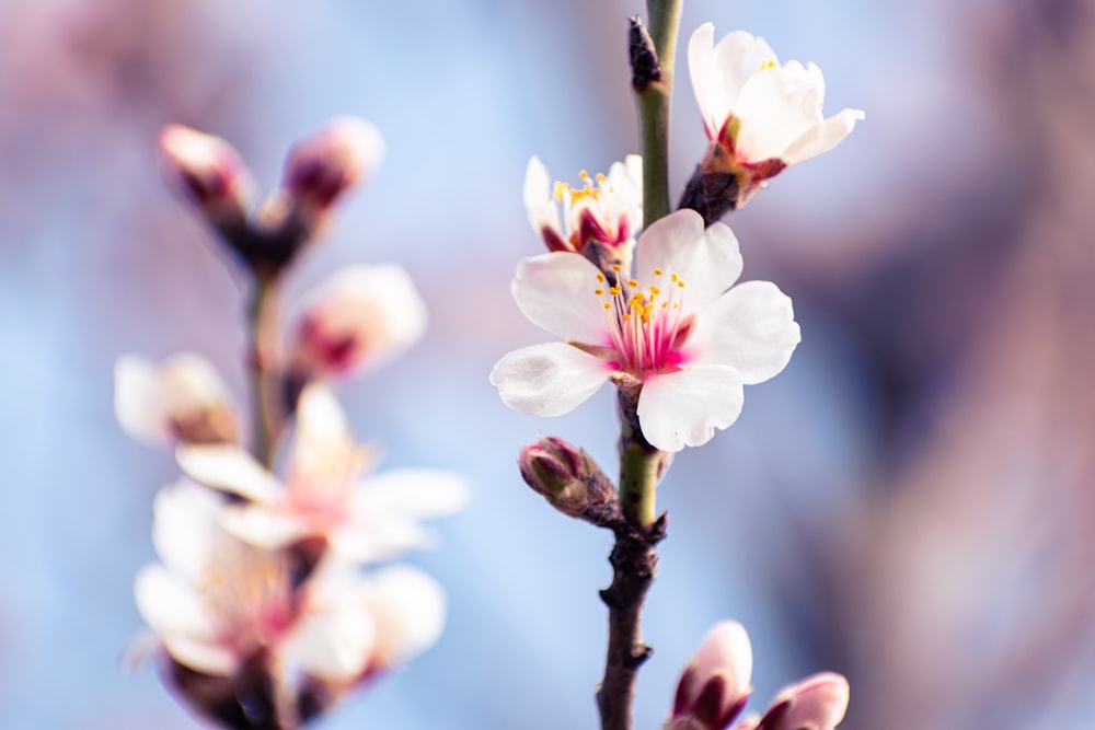 a close up of a flower on a tree branch