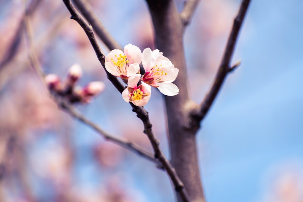 a close up of a flower on a tree