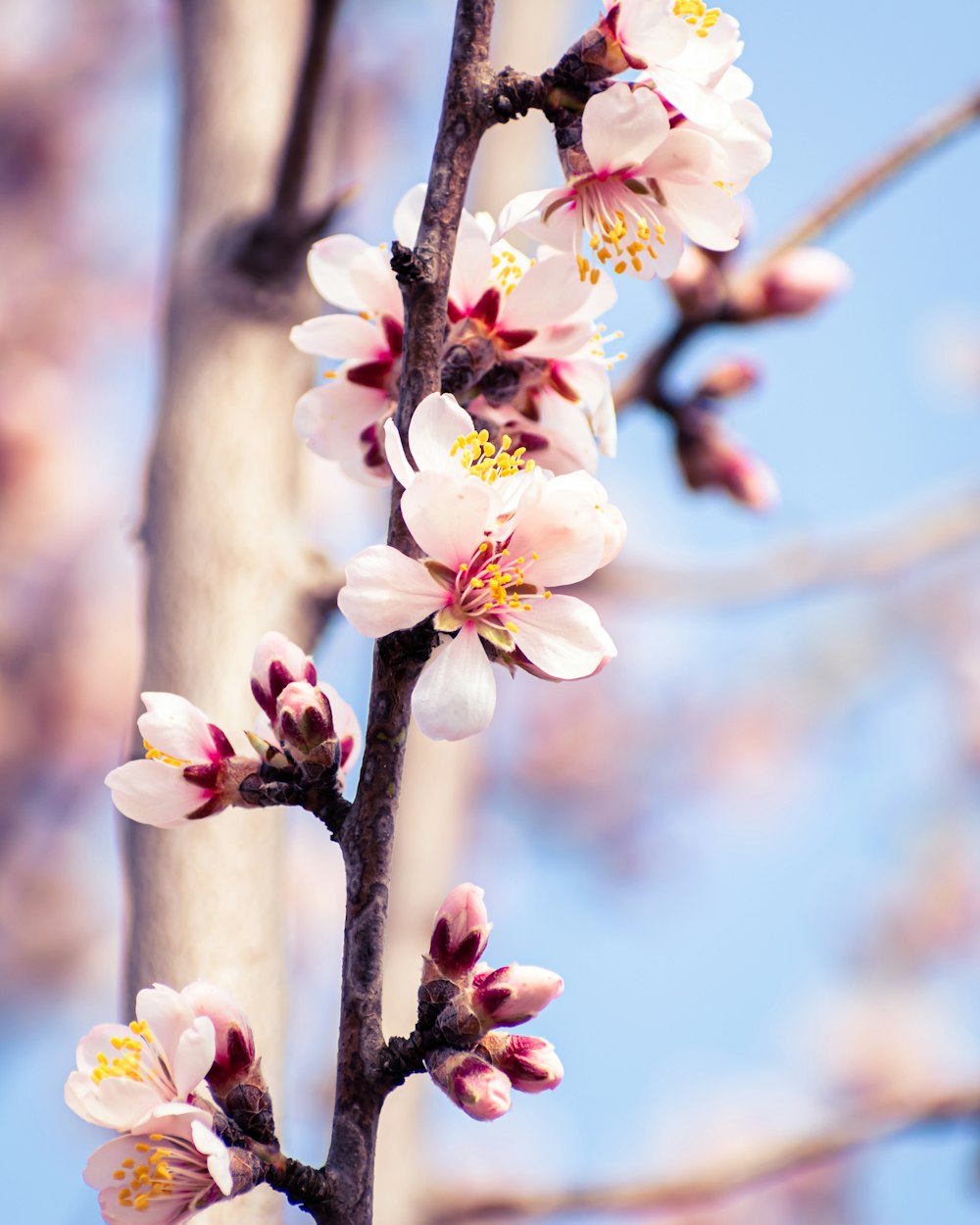 a branch of a tree with white and pink flowers