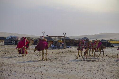 A desert landscape featuring a group of camels adorned with colorful fabrics, resting on sandy terrain. A series of tents are visible in the background, suggesting a nomadic or traditional campsite. The sky is overcast, adding a subdued light to the scene.
