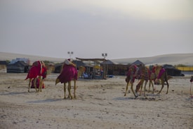 A desert landscape featuring a group of camels adorned with colorful fabrics, resting on sandy terrain. A series of tents are visible in the background, suggesting a nomadic or traditional campsite. The sky is overcast, adding a subdued light to the scene.