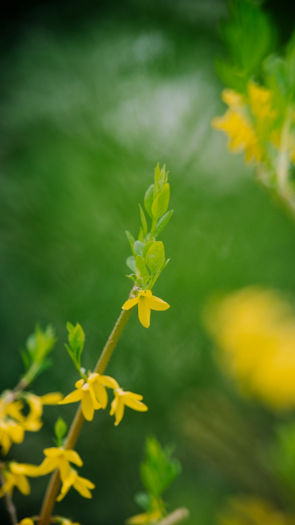 a close up of a plant with yellow flowers